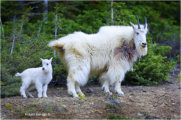 Mountain Goats | Cycle of Life Adventures