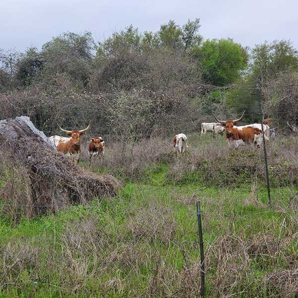 COLA | Day 25 - Texas Longhorn Cattle | Epic Cross Country Bike Tour