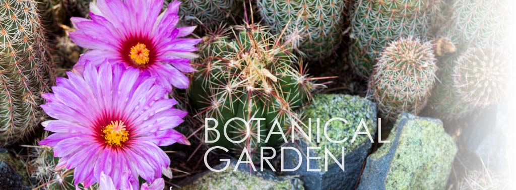 COLA | Tucson AZ Botanical Garden