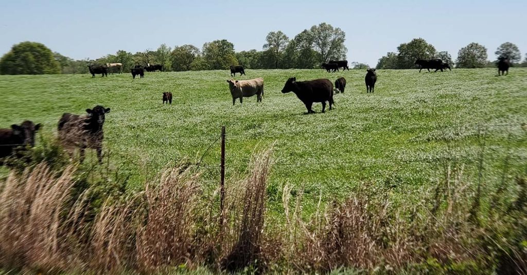 COLA | Day 33 - Cattle in Field | Epic Cross Country Bike Tour